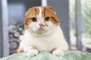 Highlander: Highlander cat indoors