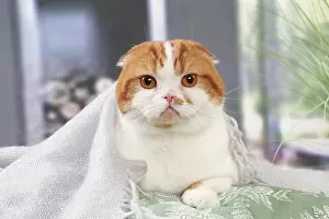 Highlander: Highlander cat indoors