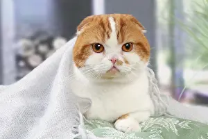 Highlander: Highlander cat indoors