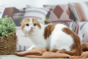 Highlander: Highlander cat indoors
