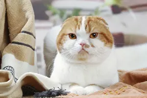 Highlander: Highlander cat indoors