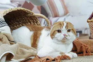 Highlander: Highlander cat indoors