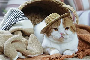Highlander: Highlander cat indoors