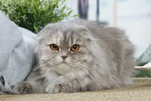Highlander: Highlander cat indoors