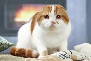 Highlander: Highlander cat indoors
