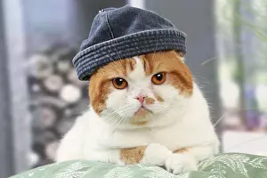 Highlander: Highlander cat wearing a hat indoors