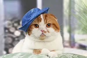 Highlander: Highlander cat wearing a hat indoors