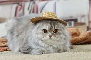 Highlander: Highlander cat wearing a hat indoors