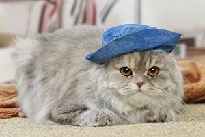 Highlander: Highlander cat wearing a hat indoors