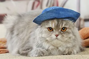 Highlander: Highlander cat wearing a hat indoors