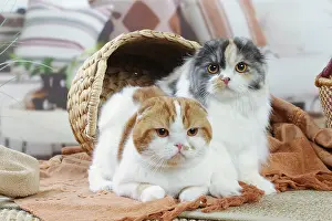 Highlander: Two Highlander cats indoors