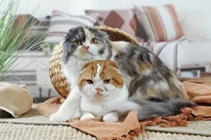 Highlander: Two Highlander cats indoors