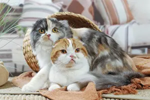 Highlander: Two Highlander cats indoors
