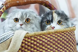 Highlander: Two Highlander cats indoors