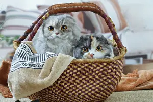 Highlander: Two Highlander cats indoors