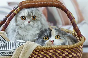 Highlander: Two Highlander cats indoors