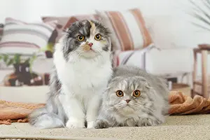Highlander: Two Highlander cats indoors