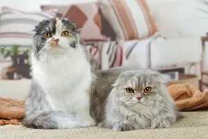 Highlander: Two Highlander cats indoors