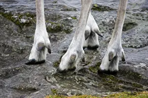 Hooves: Highly adapted feet of Forest reindeer