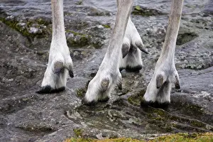 Hooves: Highly adapted feet of Forest reindeer