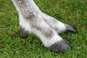 Hooves: Highly adapted foot of Forest reindeer