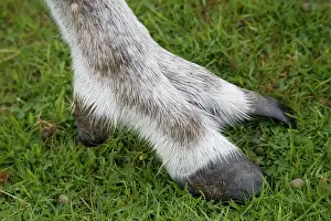 Hooves: Highly adapted foot of Forest reindeer