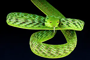 Prasina: The highly arboreal vine snake (Ahaetulla prasina)