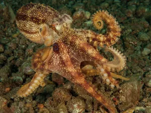 Visayas: Highly venomous ocellatus octopus (Amphioctopus