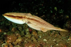 Visayas: Highly venomous ocellatus octopus (Amphioctopus