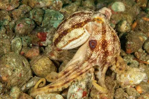 Visayas: Highly venomous ocellatus octopus (Amphioctopus