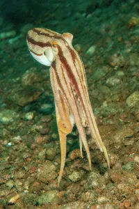 Visayas: Highly venomous ocellatus octopus (Amphioctopus