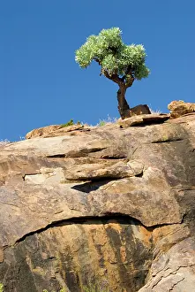 Paniculata: Highveld Cabbage Tree - perched on steep rock face