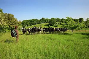 Materials: Hiker and Holstein cows in a meadow - Picardie France