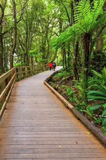 Polynesia: Hikers on boardwalk through rainforest at Milford Sound