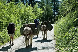 Hikings: Hikers with donkeys in the Southern Alps