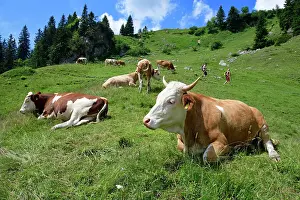 Chiemgau: Hikers in the midst of a herd of cows on the ascent