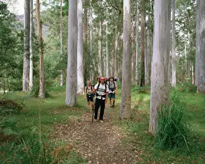 Hikers: Hikers on trail through Blue Gum Forest, Grose