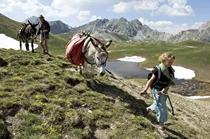 Asses: Hiking with pack donkey Lake Marion Queyras Alps France