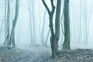 Burgenlandkreis: Hiking trail through bare forest in winter, frozen