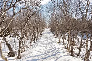 Northeastern: Hiking trail through a bare mountain forest in winter