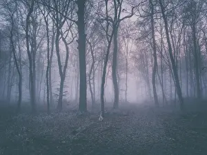 Misty: Hiking trail through beech forest with fog in winter