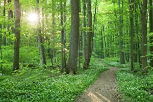 Beeches: Hiking trail through Common beeches forest (Fagus