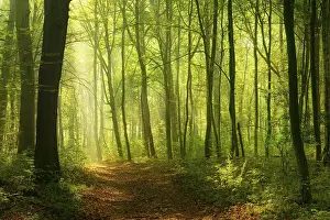 Sunrays: Hiking trail in deciduous forest, sunbeams break through