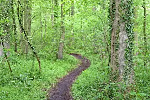 Leads: Hiking trail leads through a dense deciduous forest