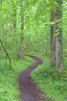 Leads: Hiking trail leads through a dense deciduous forest