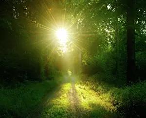 Reflex: Hiking trail through light-flooded beech forest