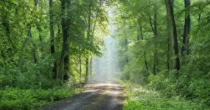 Rays: Hiking trail through light-flooded beech forest
