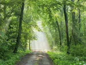 Rays: Hiking trail through light-flooded beech forest