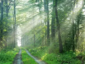 Filter: Hiking trail through light-flooded deciduous forest