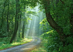 Shines: Hiking trail through light-flooded forest, sun shines